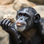 A New-To-Science Discovery Was Made In 1997 When A Zoo Chimp Started Throwing Rocks At Visitors
