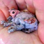 The Chick Of A Spix’s Macaw, Declared Extinct In the Wild, Has Hatched At A Zoo