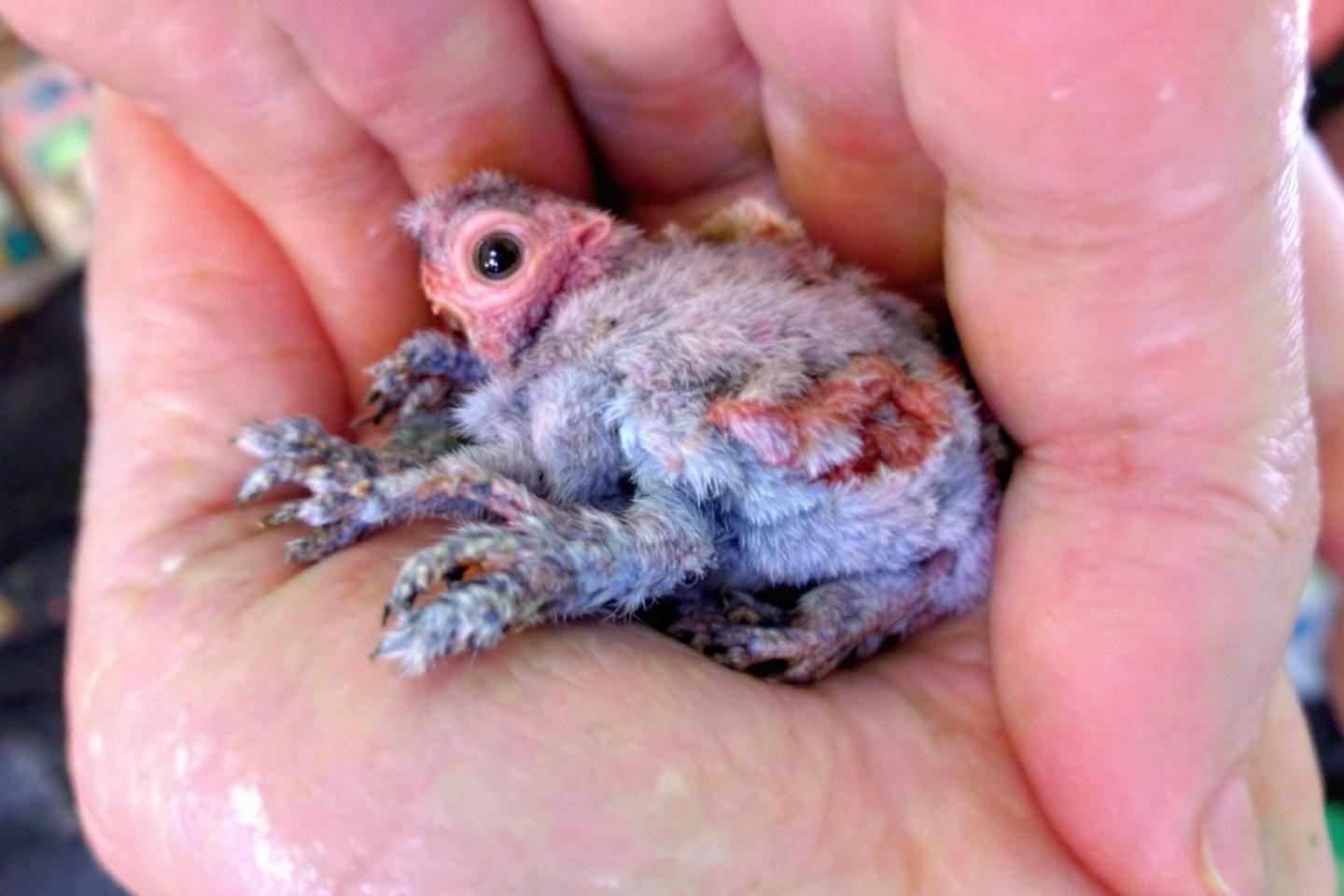 The Chick Of A Spix’s Macaw, Declared Extinct In the Wild, Has Hatched At A Zoo