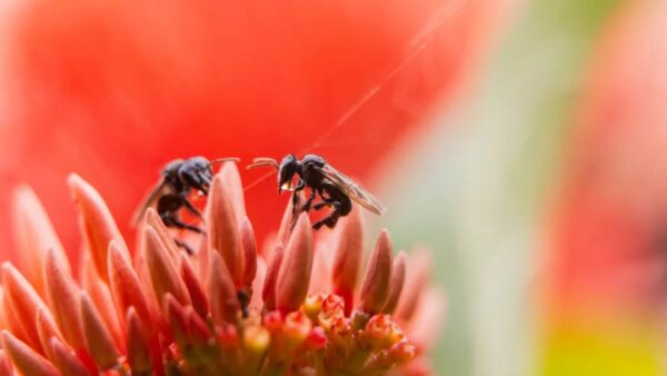 For the first time in global legal history, a nation has granted legal rights to insects—specifically stingless bees in the Peruvian Amazon
